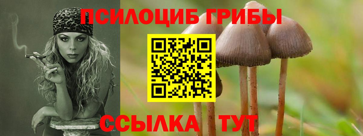 Псилоцибиновые грибы Psilocybine cubensis Фролово